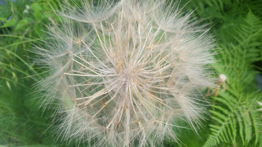 Soffione grande:  Tragopogon pratensis (cfr.)